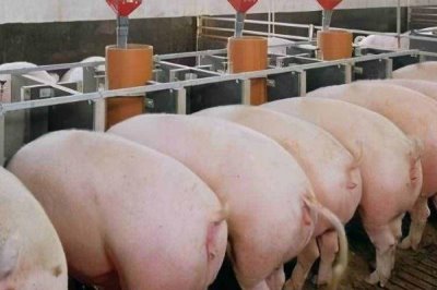 母猪夏季流产如何预防,一定要确保猪舍有良好的通风能力