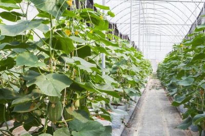 黄瓜化瓜怎么防治,喷施叶面肥可提高坐果率、避免早衰