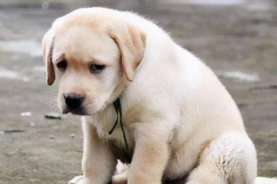 狗的启蒙教育包括哪些,包括基本行为规范训练