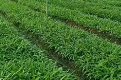 白芨种植的注意事项，选择沙质壤土种植为佳