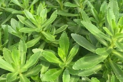 农村种哪些蔬菜具有不错的前景，包括茼蒿、皇帝椒、马苋菜等品种