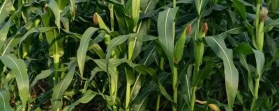 玉米的种植时间，春玉米在4月下旬-5月上旬播种