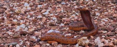 黄金眼镜蛇是什么品种，属于眼镜蛇科、眼镜蛇属蛇类