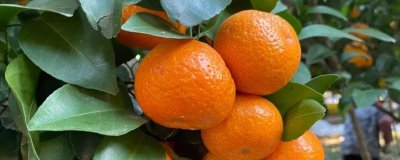 沙糖桔的生长环境,高温不利于沙糖桔的生长发育