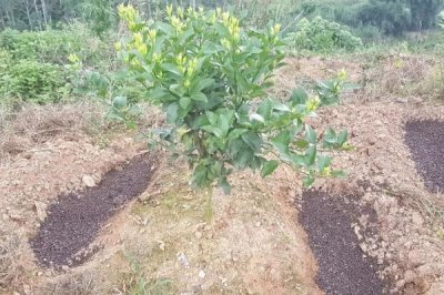 沙糖桔的生长环境,高温不利于沙糖桔的生长发育