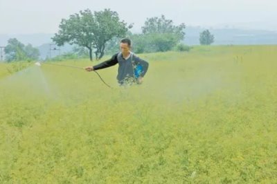 中药材使用什么除草剂,通常以苗后除草剂为主