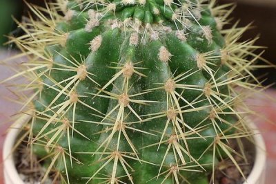 仙人球怎么浇水,根据季节调整浇水频率