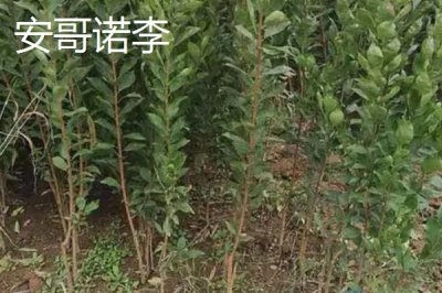 黑霸王李子苗的价格,一棵需要3-6元左右