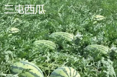 怀化辰溪的特产，当地油茶种植面积非常广