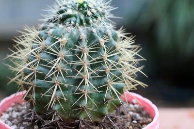 仙人球的养殖方法,切取后的插穗晾上5-7天再扦插