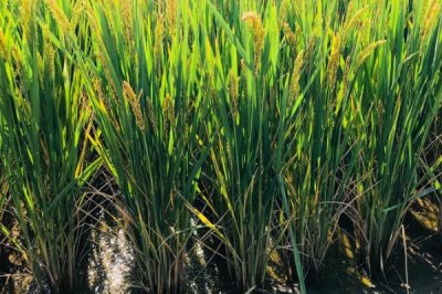川优6139水稻品种的特性,注意防治稻瘟病