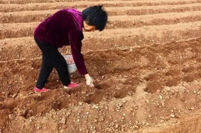 花生的价格，价格因品种、质量等不同而不同