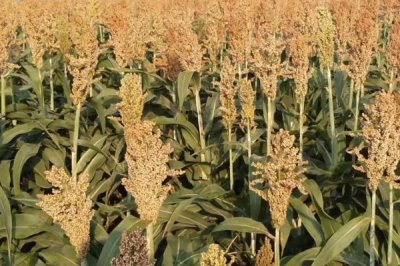 北方高粱的播种与成熟时间，3-4月份播种、6-9月份成熟