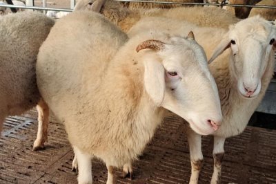 怎样养羊才能长得快,首先要选择生长速度较快的羊品种