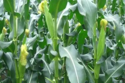 MC921玉米种子特点，适宜密度为每亩5500株左右