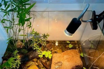 乌龟怎么喂养，要遵循以下四个原则