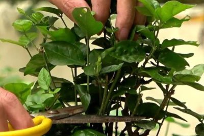 茉莉花花谢后该如何修剪，一定要及时将病虫枝剪除