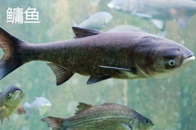 鳙鱼和鲢鳙是不是同一种鱼,二者的头部和体色有明显区别