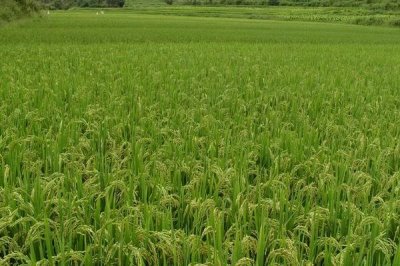 宽仁优6377水稻种子介绍，特别注意防治白叶枯病