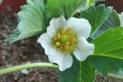 草莓开花的时间,通常为4-5月份