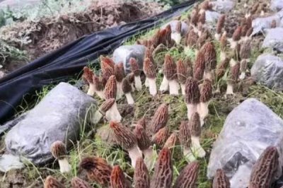 羊肚菌的种植注意事项,需要确保有适当的散射光线