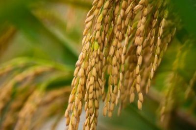 珍乡优211水稻种子特征特性，全生育期118.0天