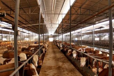 如何彻底消灭牛蜱虫,可在其栖息和越冬场所喷施毒死蜱等药物