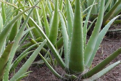 可以直接敷脸的芦荟是哪种,库拉索芦荟可以直接敷脸