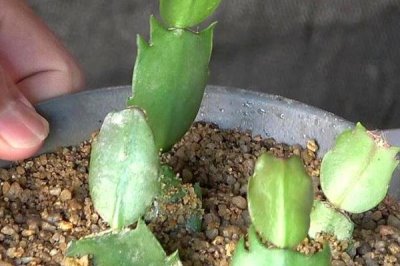 蟹爪兰的扦插方法， 切下健康肥厚的茎节并插入土壤中