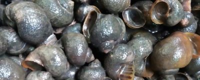 福寿螺怎么养殖，养殖期间要将青饲料和精饲配合投喂