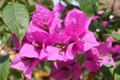 三角梅怎么过冬，将环境的温度控制在15度左右