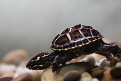 麝香龟要加温吗,养殖麝香龟要在冬季加温