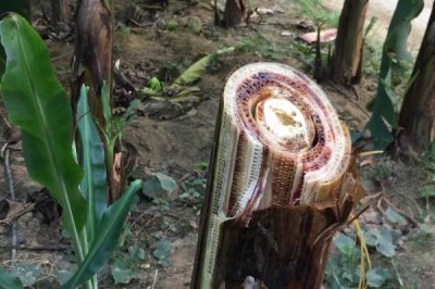 香蕉病虫害及防治方法,不同的病虫害采用不同的防治方法