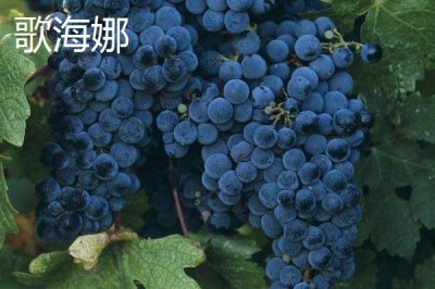 酿制葡萄酒的方法,采摘后需经过多道工序处理才能装瓶