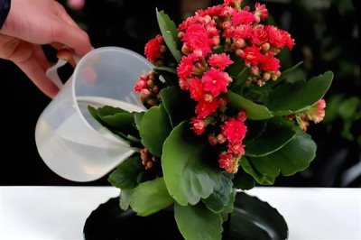 长寿花叶子发黄发软如何解决，温度过低时要转移到温暖处养护