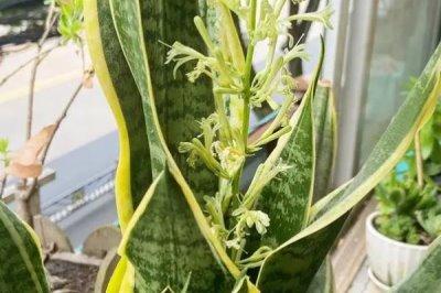 虎皮兰怎样才能恢复金边，需调整光照或重新栽植