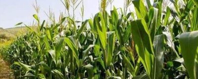 农科大19号玉米种子介绍，注意防治病虫害