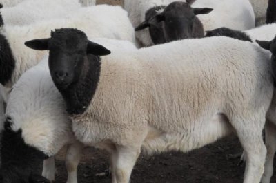 什么羊繁殖能力强，根据实际情况来选择合适的羊品种