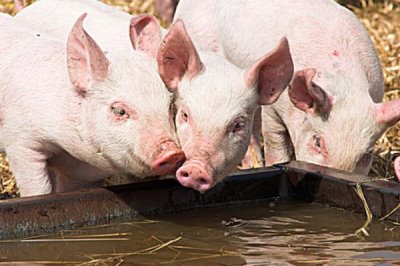 猪毛重和净重怎么计算,毛重等于胸围乘以体长除以系数