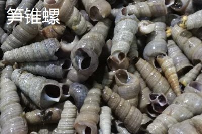 锥螺壳可以做什么,一般被当做药材使用