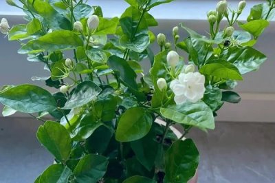 怎么养殖茉莉花，生长期间每天浇水2次