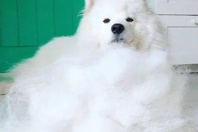 萨摩耶夏天要不要剃毛，夏天一般不需要剃毛