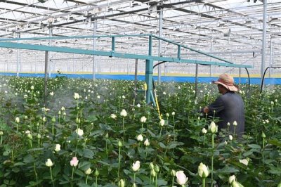 玫瑰花招虫子如何解决，喷施氧化乐果等药物可有效灭杀