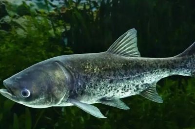 花鲢和白鲢的区别,花鲢两侧有黑斑、白鲢两侧呈银白色