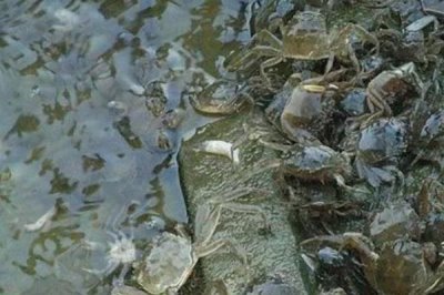 螃蟹用什么水养,淡水蟹用淡水养殖