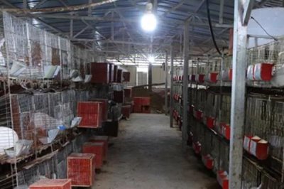 室内养兔子怎么做到不臭，需控制喂食和及时开窗通风