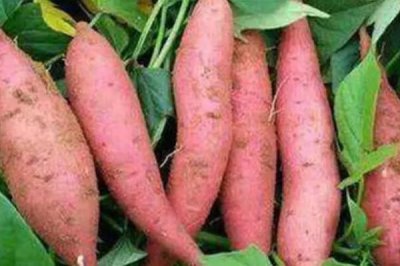 地瓜的高产种植技术,通常用直播