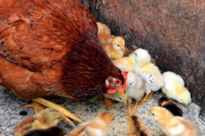 小鸡的喂食方法,每天喂2-3次