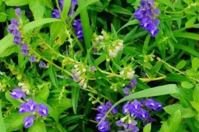 黄芩种子的价格,品种、质量不同导致价格差异较大