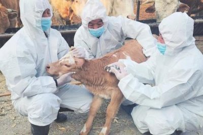 牛犊拉黄稀屎怎么处理，可根据体重喂敌百虫